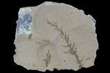 Metasequoia (Dawn Redwood) Fossils - Montana #85756-1